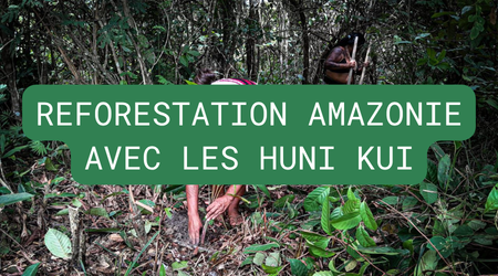 reforestation moho4young